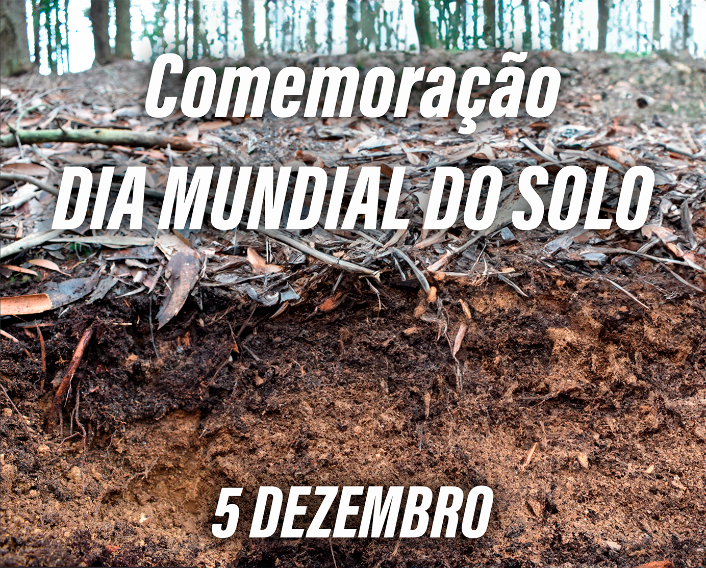 Cartaz DMSolo 05122024 x