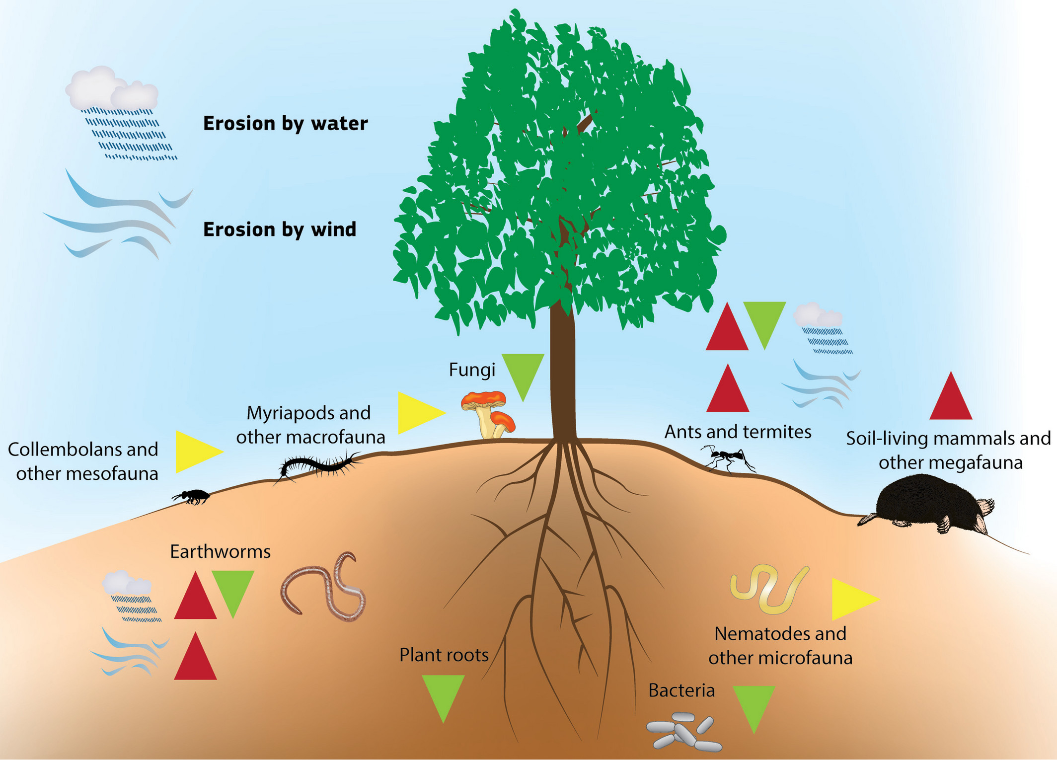 Soil biodiversity soil erosion II