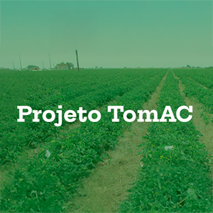 TomAC – Produção Sustentável de Tomate para Indústria através da Aplicação dos Princípios da Agricultura de Conservação